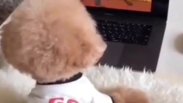 PUPPY WATCHING CARTOONS!!!!