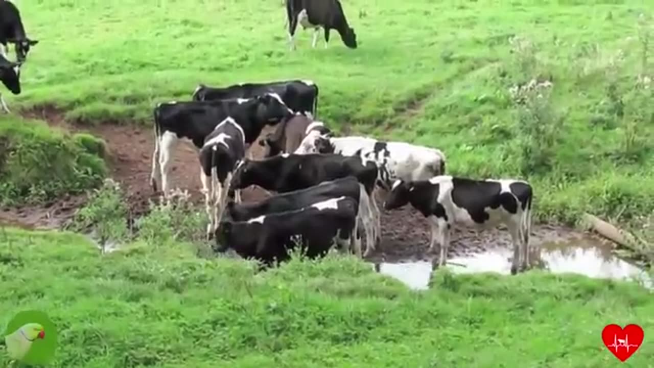 Vacas, vacas en el campo, vacas comiendo - Relajacion y paz