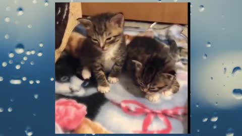 very funny cute animals 3 by wayuk tv