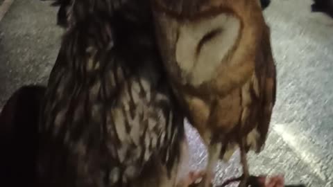 Dancing owl