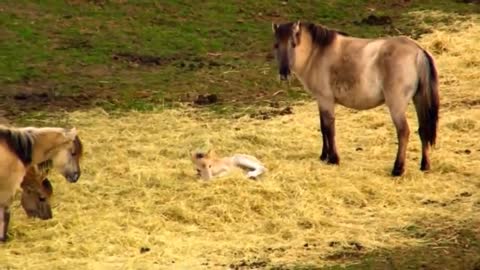 Wild Horses Running very Fast ......beautiful video