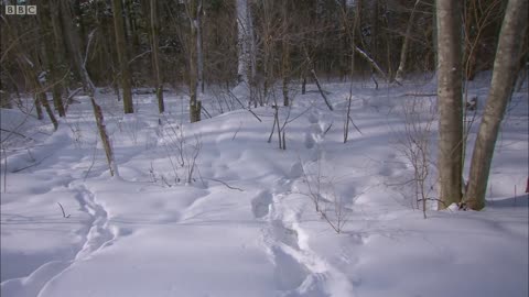 Wild Snow Tiger Footage | Operation Snow Tiger | BBC