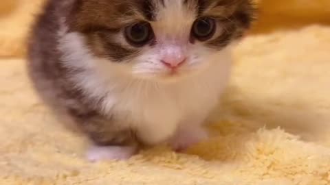 Cute cats video compilation 124