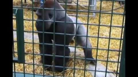 Gorilla demonstrating Throw-Kiss-Display