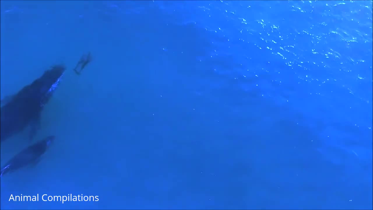 Booping a wild dolphin!