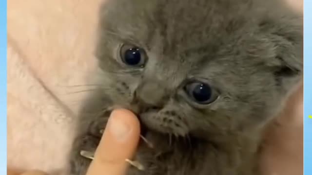 VERY CUTE KITTEN VIDEO