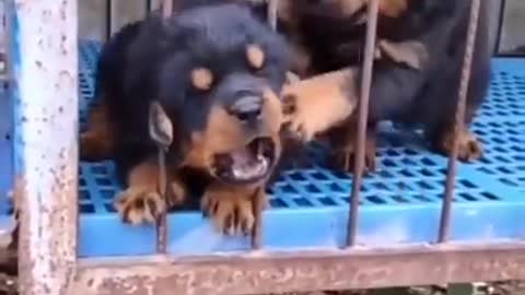 Cute dogs very funny puppys