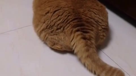 Is my baby cat cute#12
