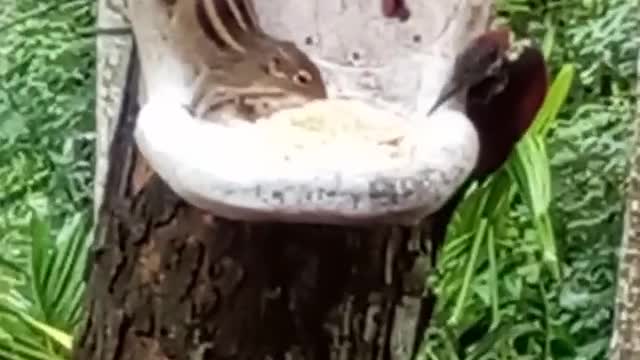 A squirrel and a bird eating together.