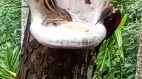 A squirrel and a bird eating together.