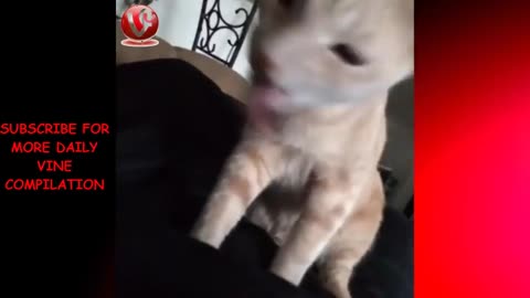 Cute Cats Vine Compilation 2022