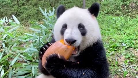 Panda loves to eat