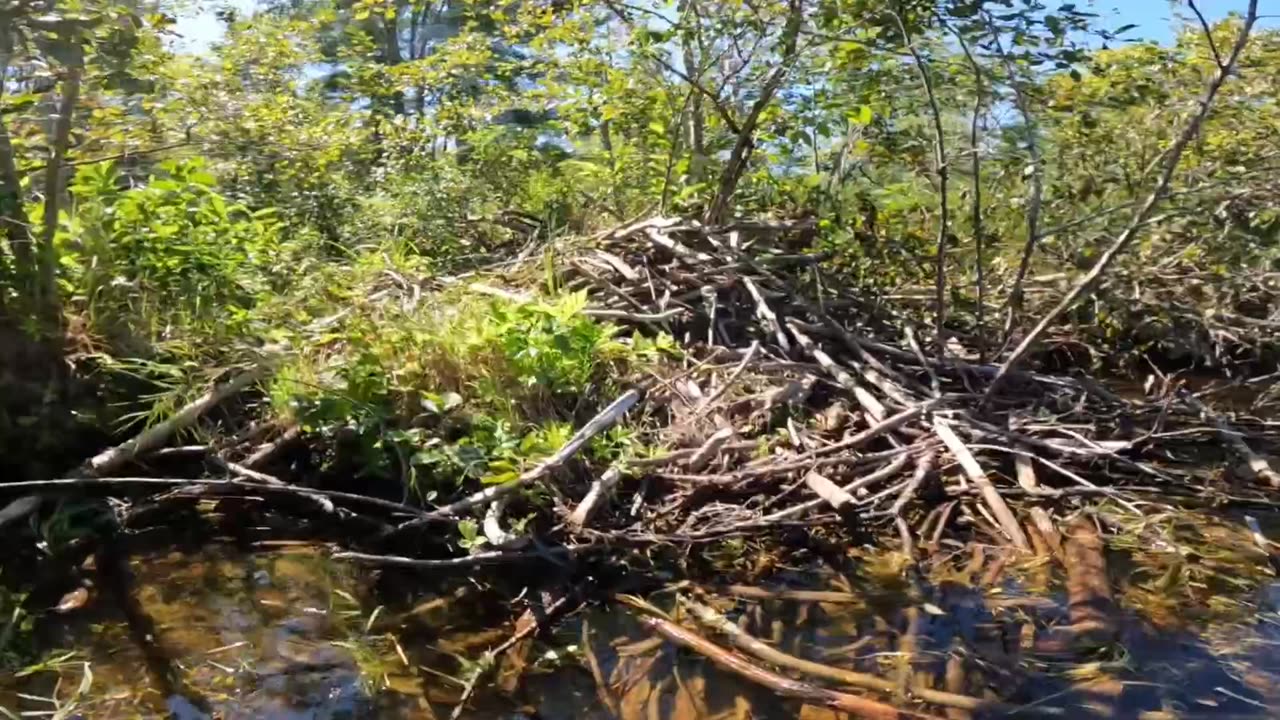 Beaver Lodge