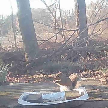 EA S83 - Hungry Squirrel