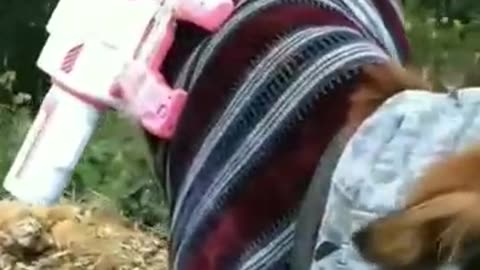 Funny Animals Videos