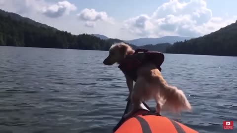 Dog tries to jump to shore