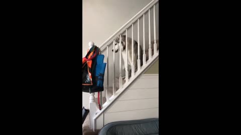 Stubborn Husky Needs Extreme Convincing For Walks