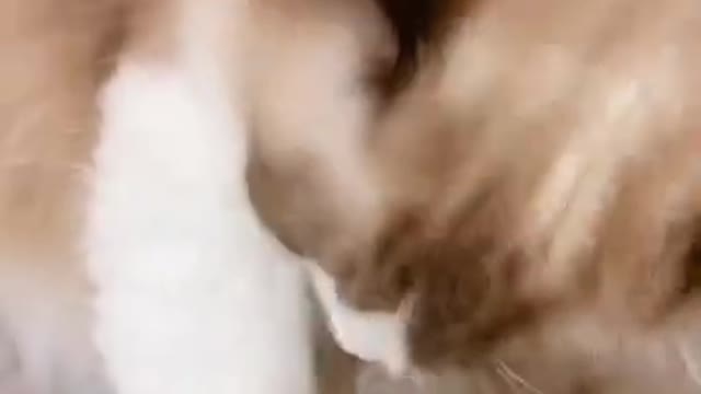 funny cats videos!