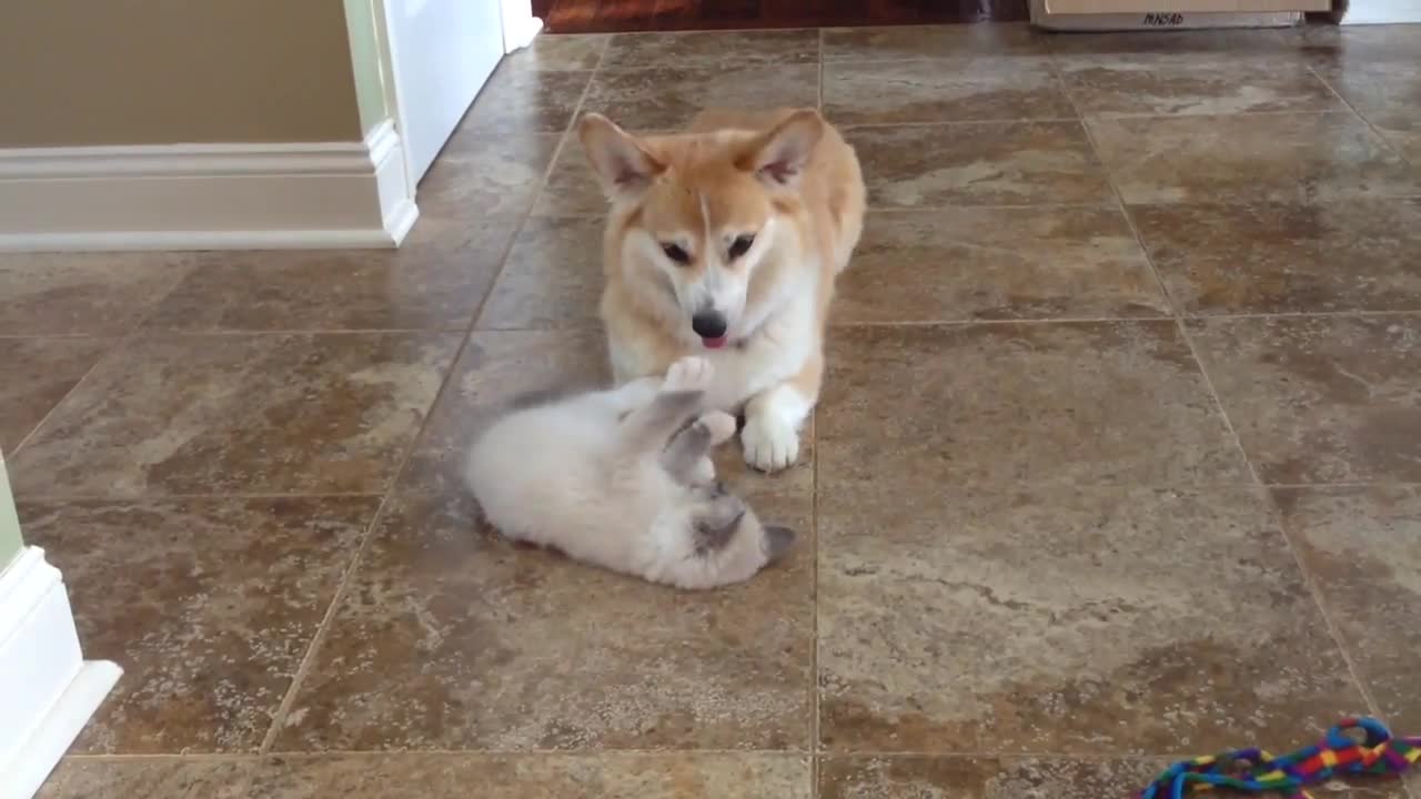 Ragdoll kitten play turns into Corgi zoomies