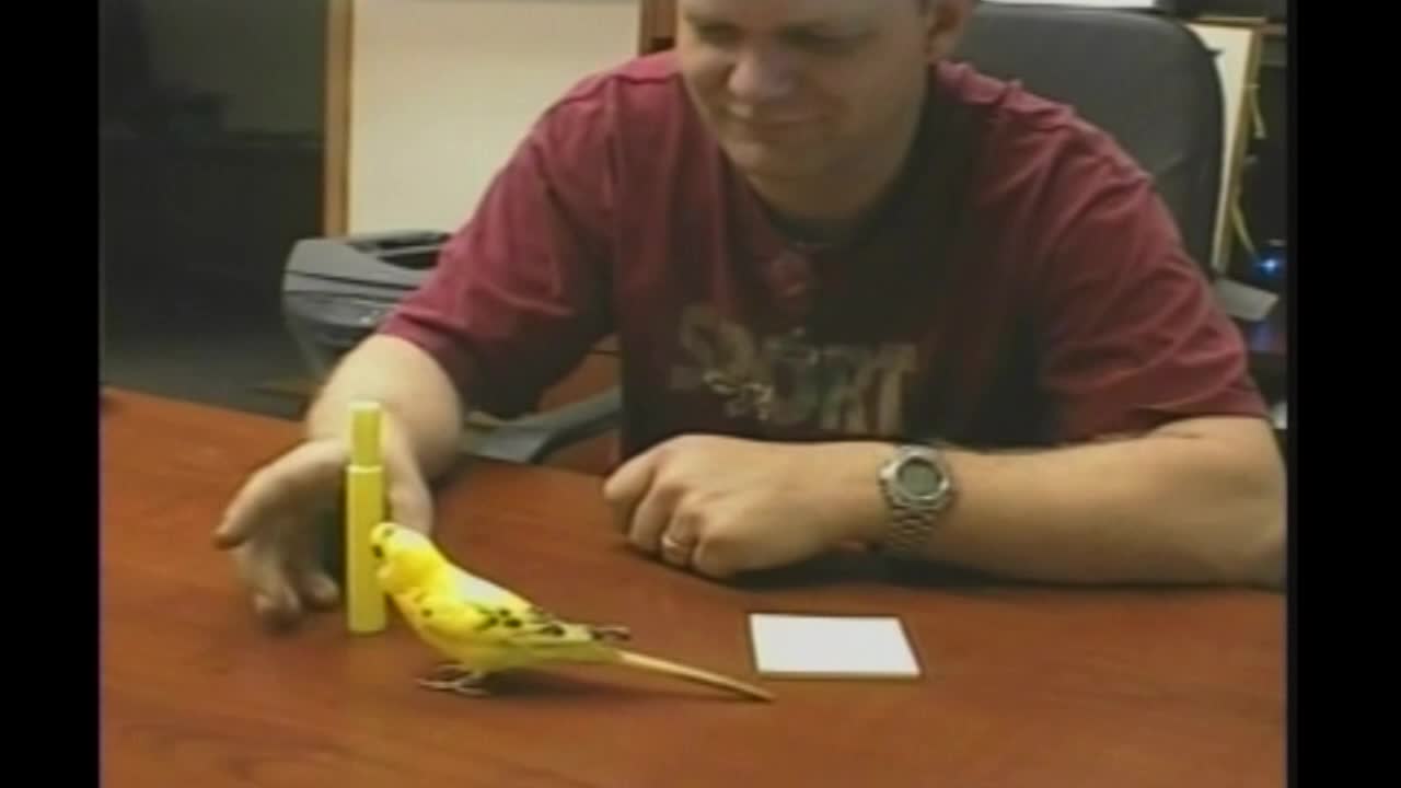 Yellow Parakeet Does Not Like Yellow Highlighter, Keeps Knocking It Down