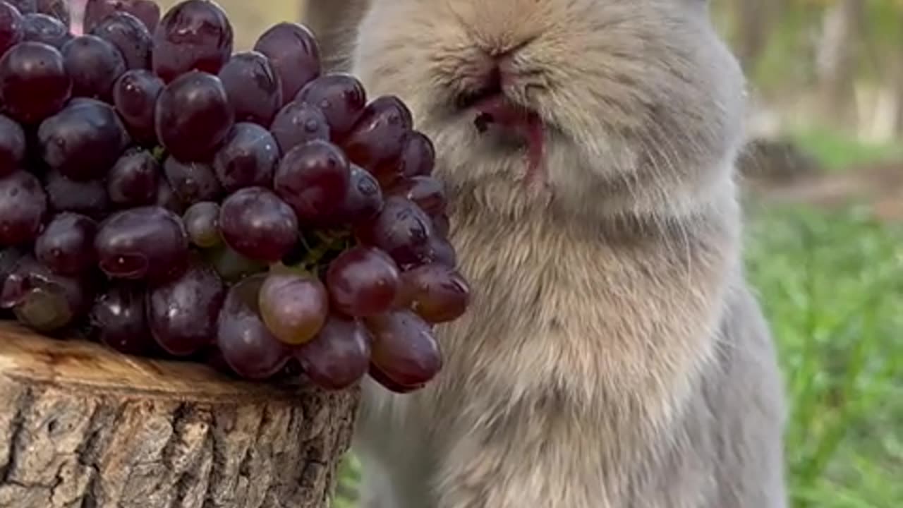 The little rabbit's mouth looks like it's wearing lipstick while eating grapes.