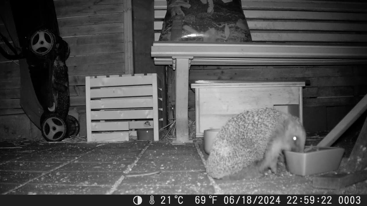 Hedgehog - Don't miss the mice! - Igel - Man beachte die Mäuse!