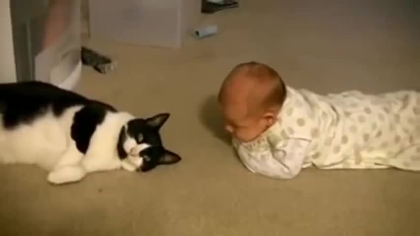 cute babies meeting cats for first time