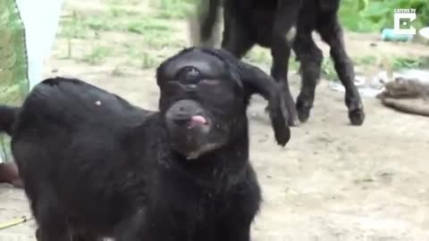 One eyed, one eared goat