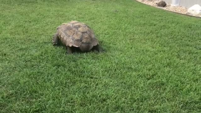 A Large Tortoise Chases Lawn Mower Across The Lawn