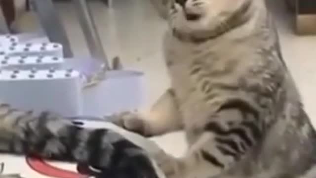 Cute Cat Funny Short Video Must Watch Cute Animals Video funny #shorts