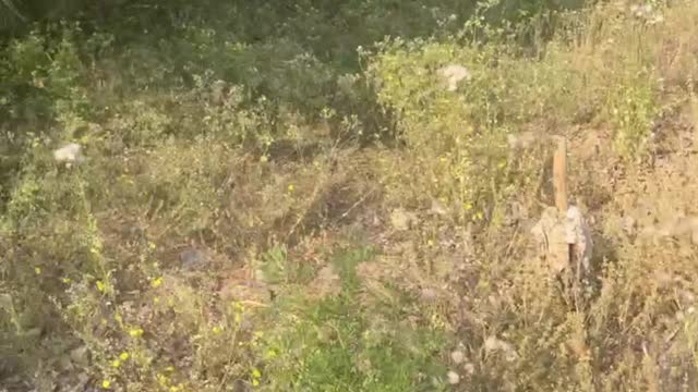 Seeing these wild flowers has such a strong survivability, my mood was very surprised and admired.