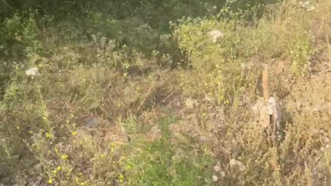 Seeing these wild flowers has such a strong survivability, my mood was very surprised and admired.