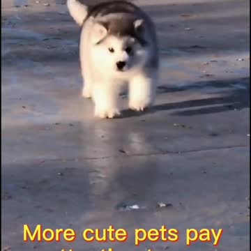 Cute little dogs play and have fun