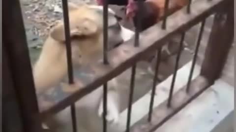 Dog vs Chicken Fight #5