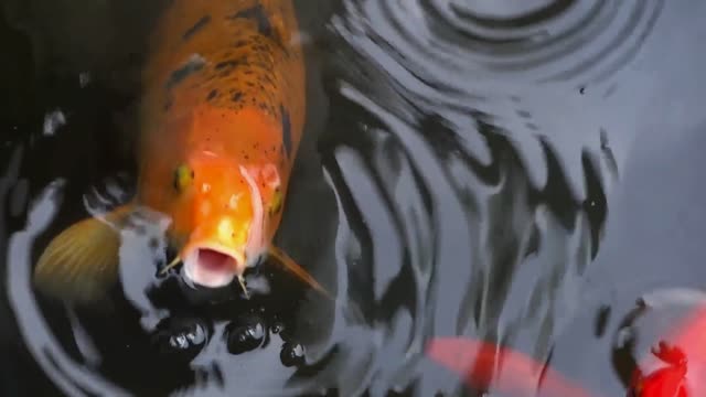 Red Koi Fish