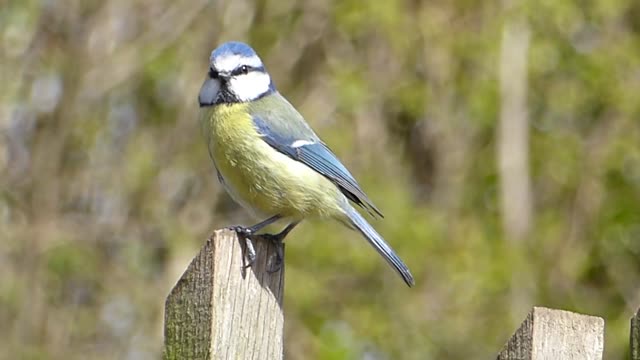 A bird singing in a beautiful voice