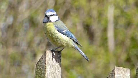 A bird singing in a beautiful voice