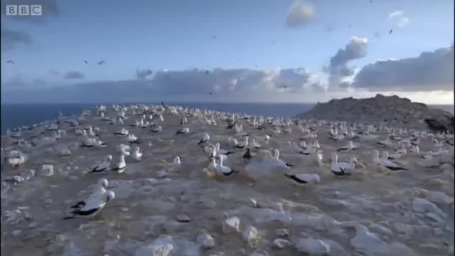 Nesting Frigate Birds and Turtle Babies | Planet Earth | BBC Earth