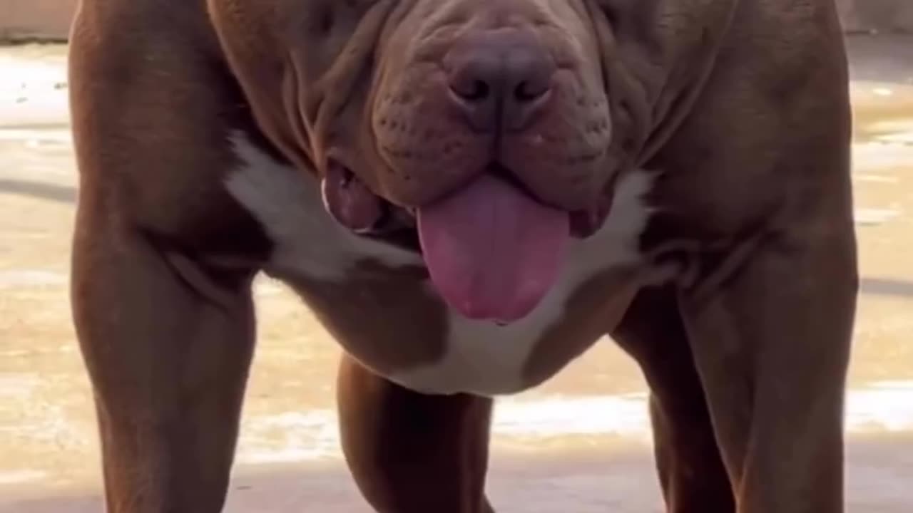 Dogs lovers putbullg very nice video