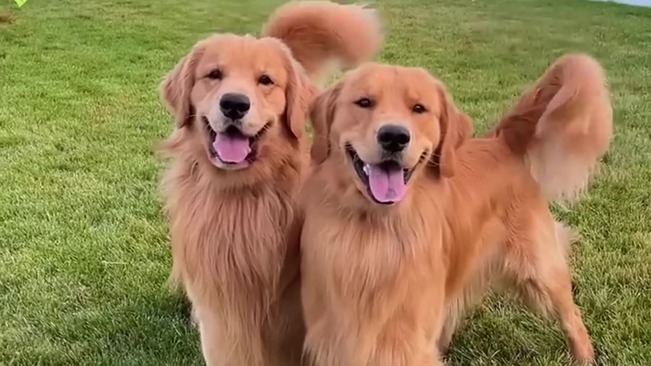 My Puppy Growing Up