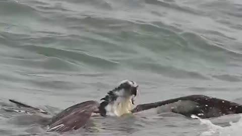 Soaring Through Adversity The Power of Perseverance #shorts #shortvideo #video #virals #videovira