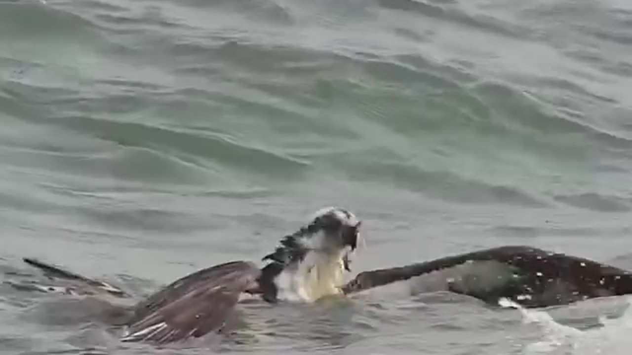 Soaring Through Adversity The Power of Perseverance #shorts #shortvideo #video #virals #videovira