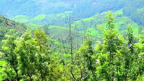 Beautiful Hill Stations In South India
