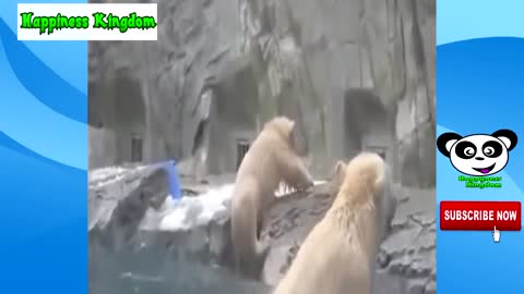 Incredible demonstrations of love among animals.