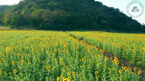 Scenic Bliss: Relax and Unwind with Nature’s Magic
