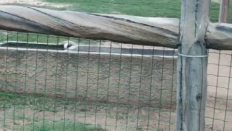 Camel from Africa; not too small; can this animal ride