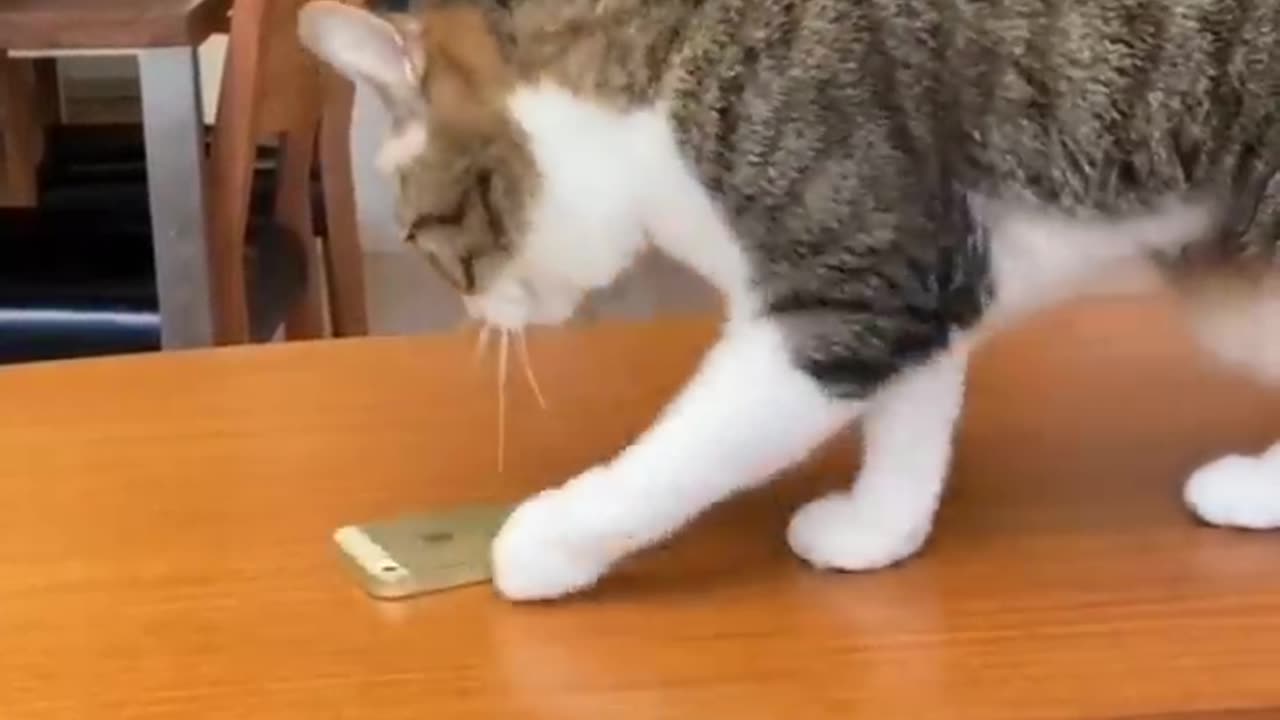 FUNNY CATS and DOGS 🐱🐶 New Funniest Animals Videos 2024