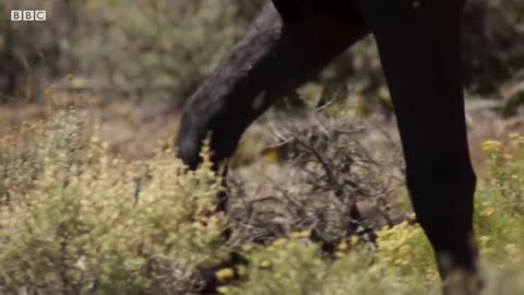 Brutal Stallion Mating Fight _ Planet Earth II _ Earth.mp4