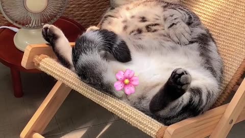 Funny cat