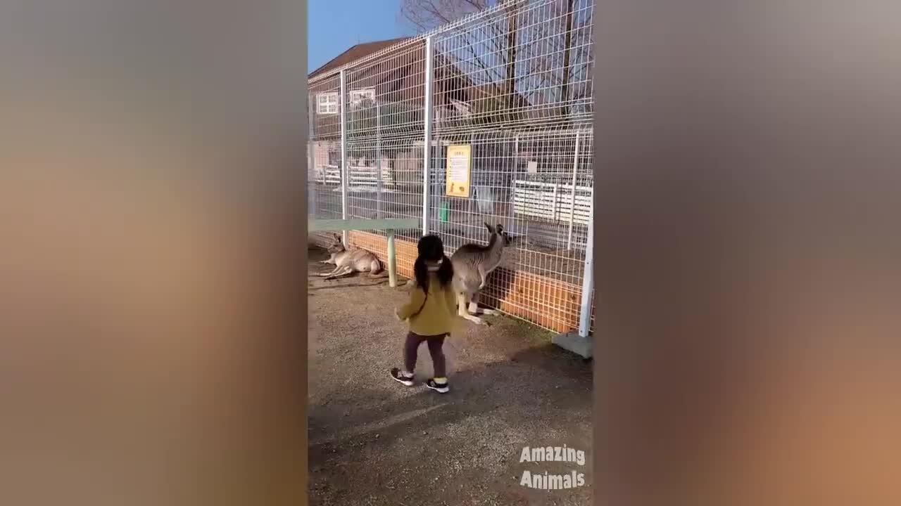 Scared Dog Reaction - Funny Animals Videos P4| Amazing Animals